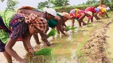 Odisha eases sharecropper registration norms in paddy procurement