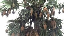 weaver-bird