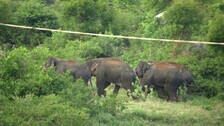 wild-animals