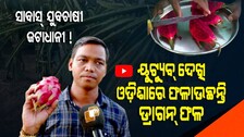 Special Story | Bargarh Farmer Rewrites His Destiny With Dragon Fruit Farming