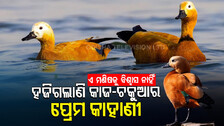 Winged Guests Flock To Bramhani River In Dhenkanal