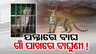 Nuapada Tiger