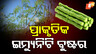 moringa