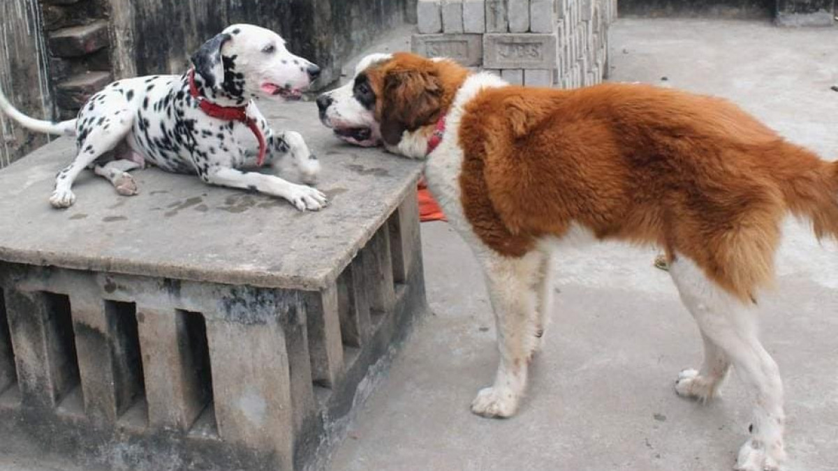 BMC New Pet Rules Coming Soon in Bhubaneswar; BMC Plans ChipBased