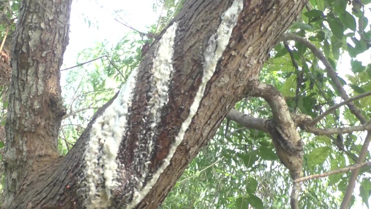 Neem Tree Oozing ‘Milk’ In Khordha