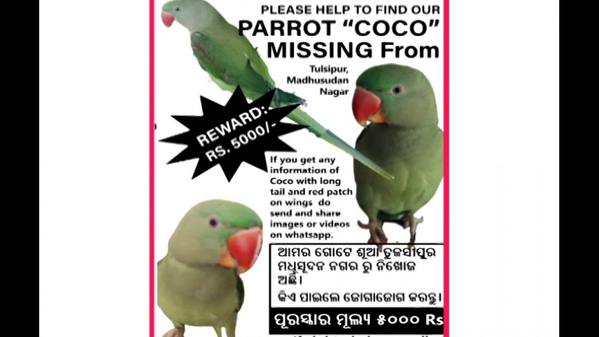 Missing Parrot Coco