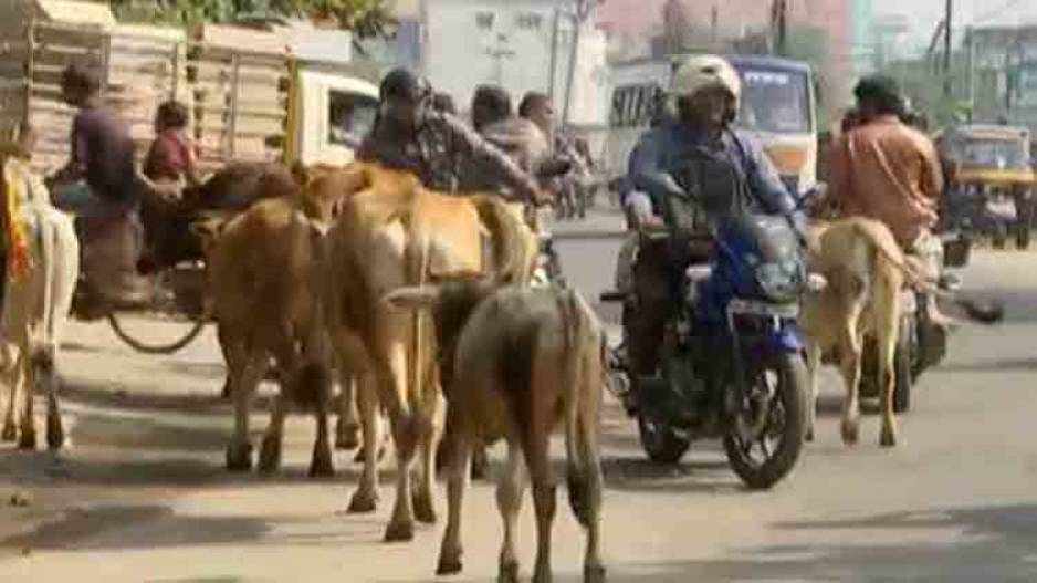 Odisha govt sets up control room to tackle lumpy skin disease outbreak among cattle - Vimarsana News
