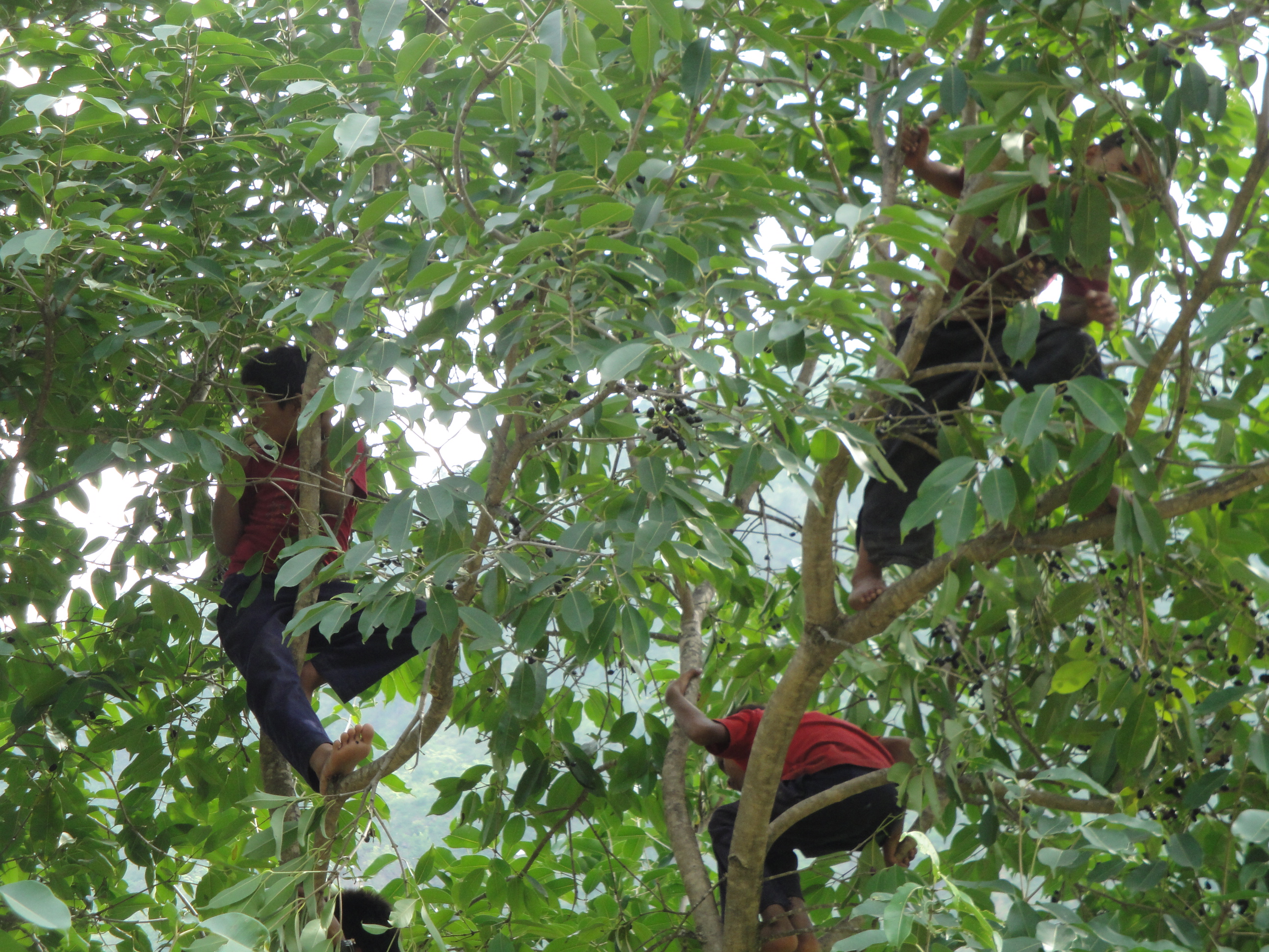 Plucking plums (Wiki)