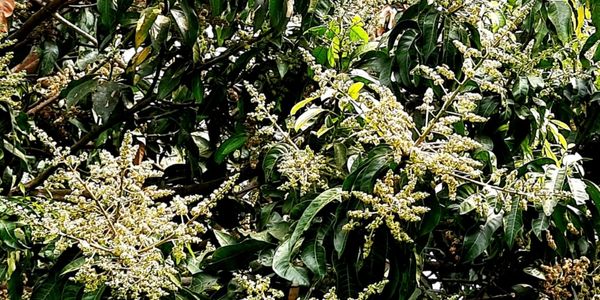 Flower blossoms on Mango tree