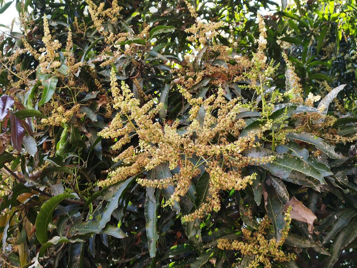 Mango flower (Bighaat)